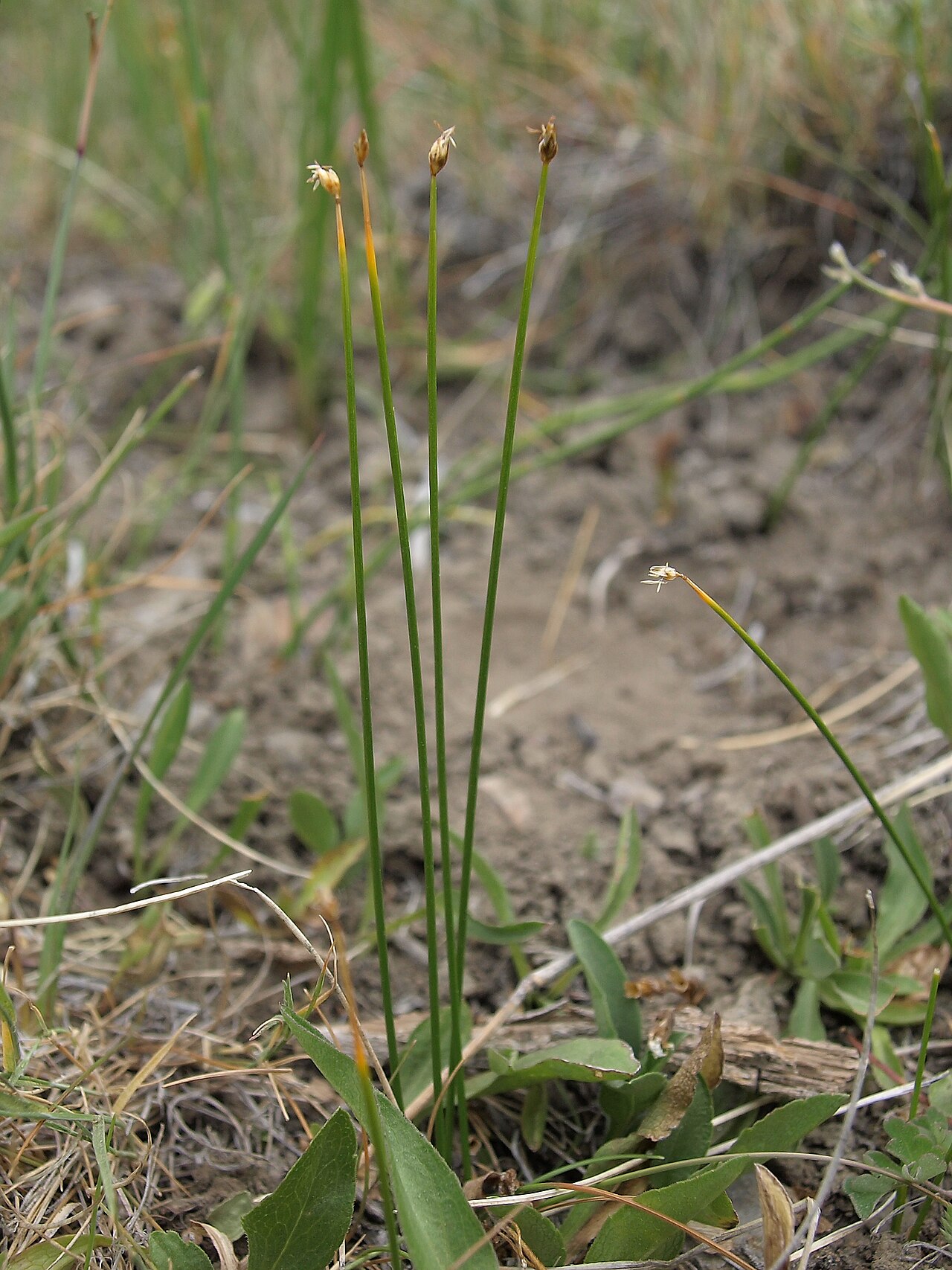 Trichophorum pumilum
