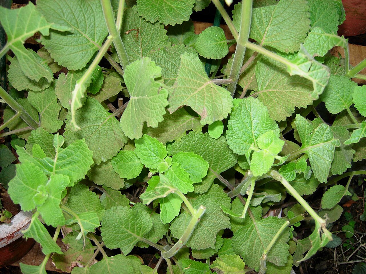Coleus kilimandschari