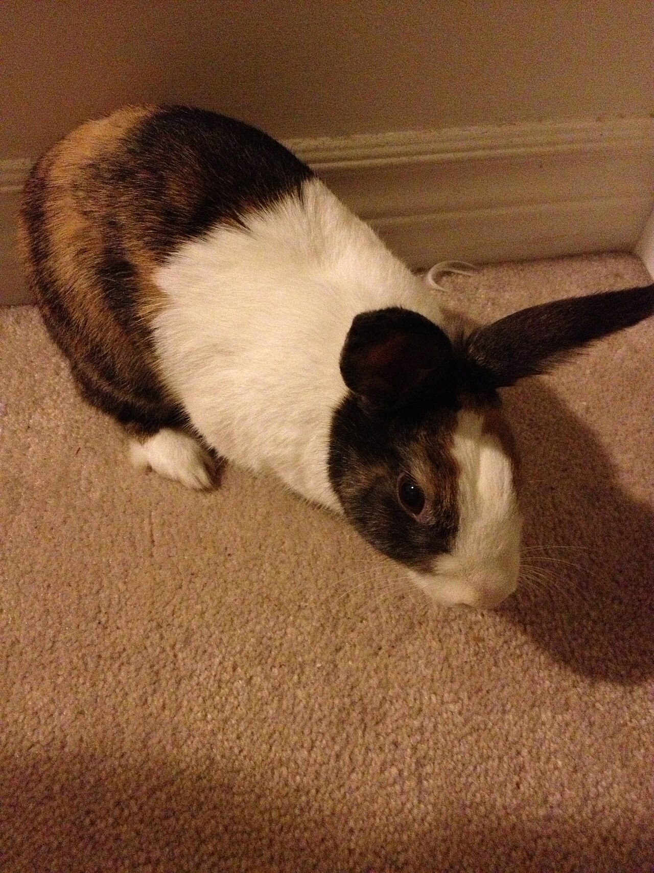 Tri Coloured Dutch