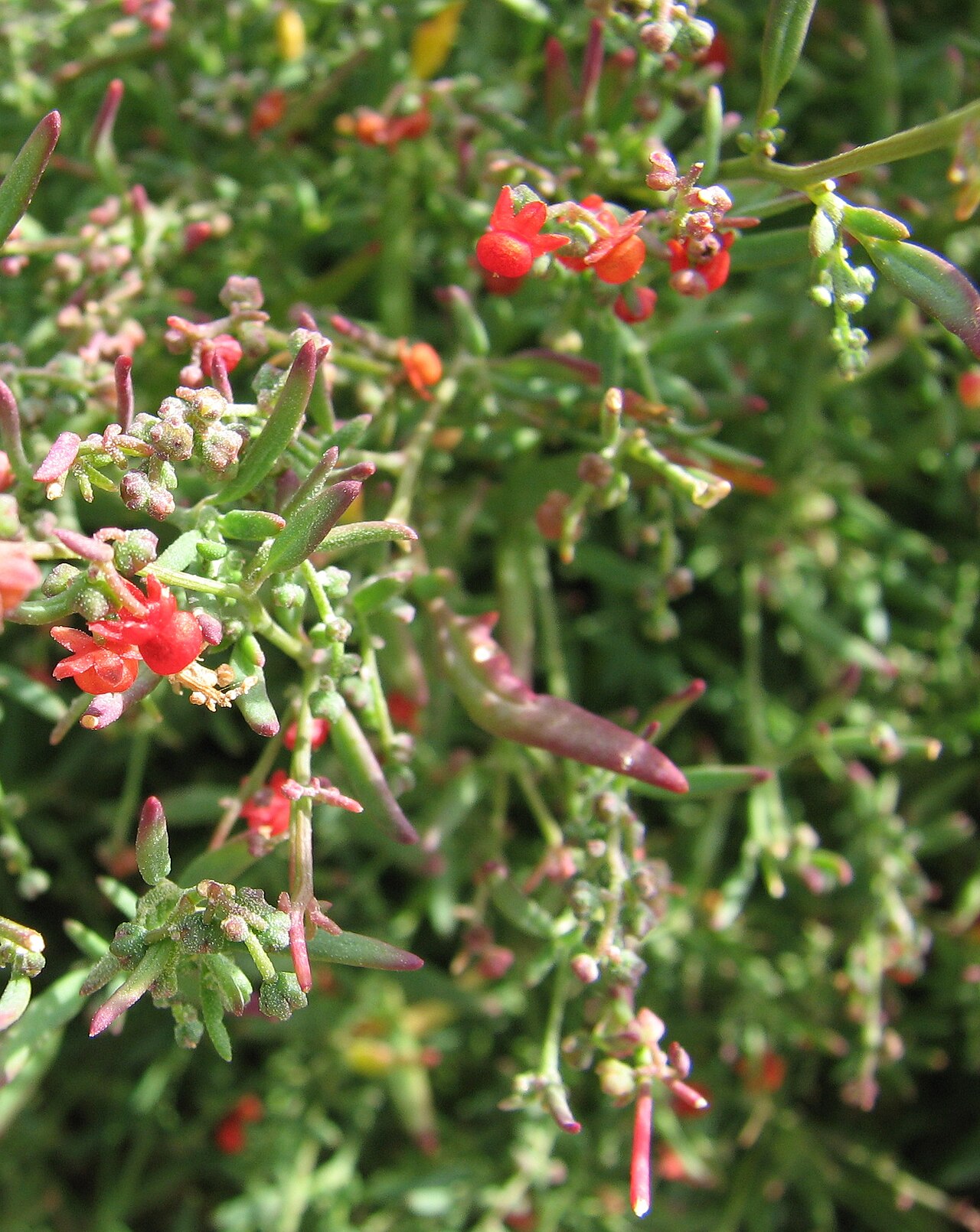 Chenopodium nutans