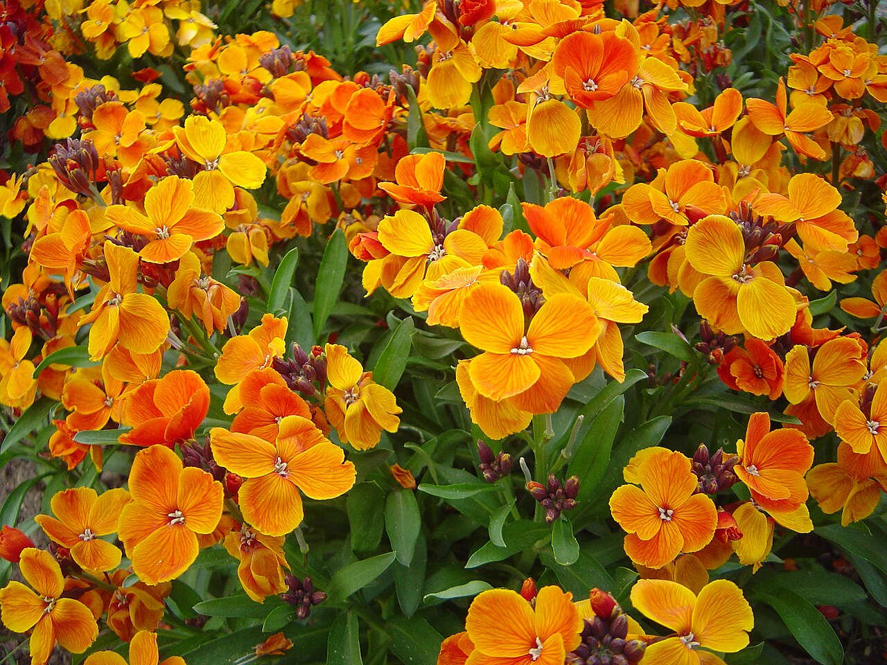 Erysimum × cheiri