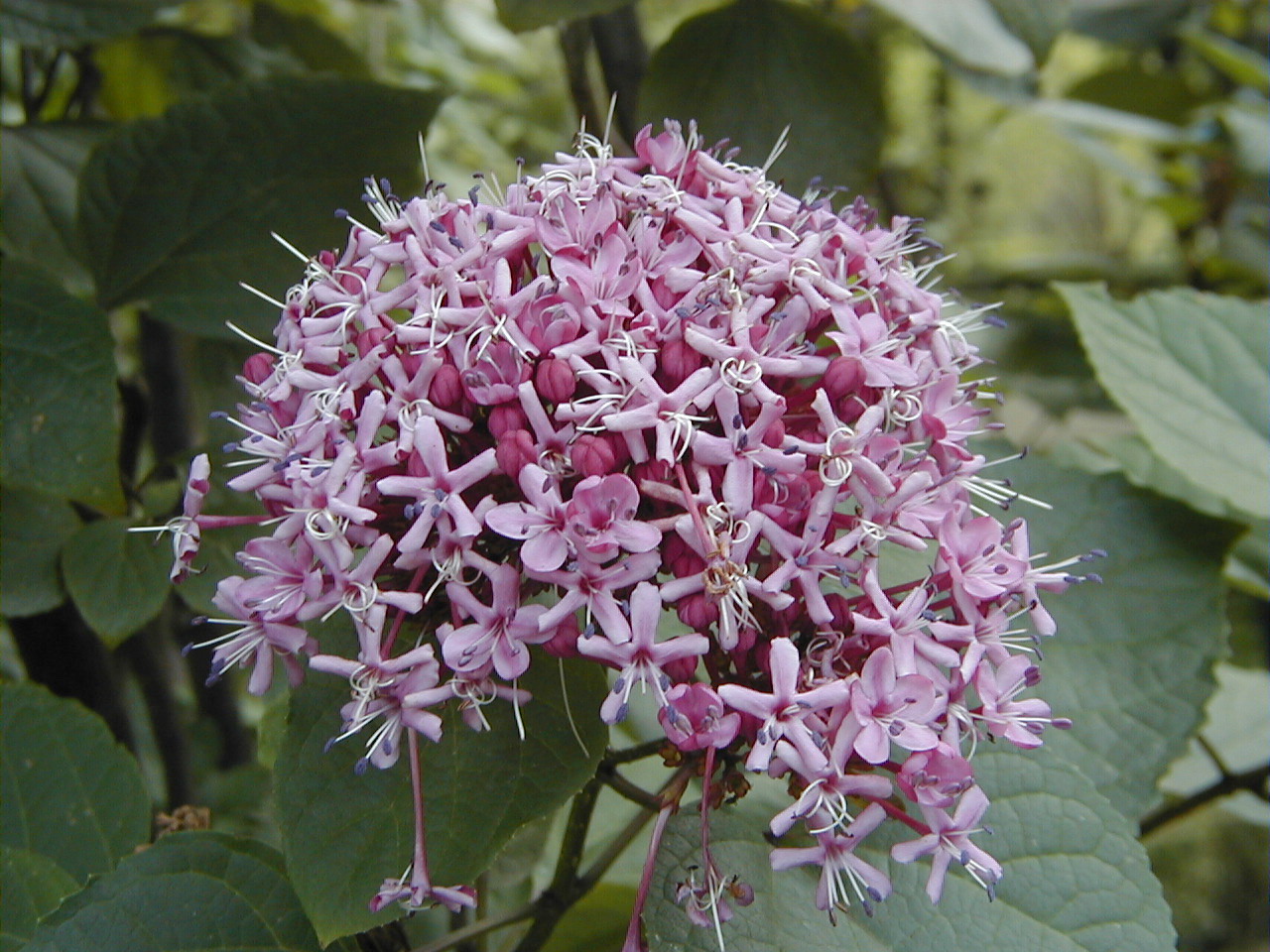 Clerodendrum bungei