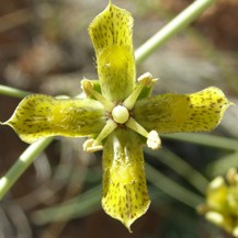 Frasera paniculata