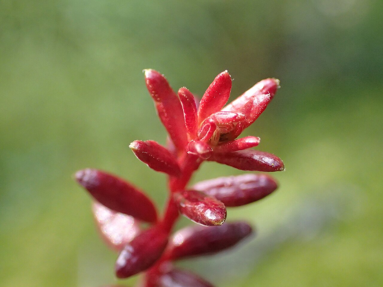Exobasidium empetri