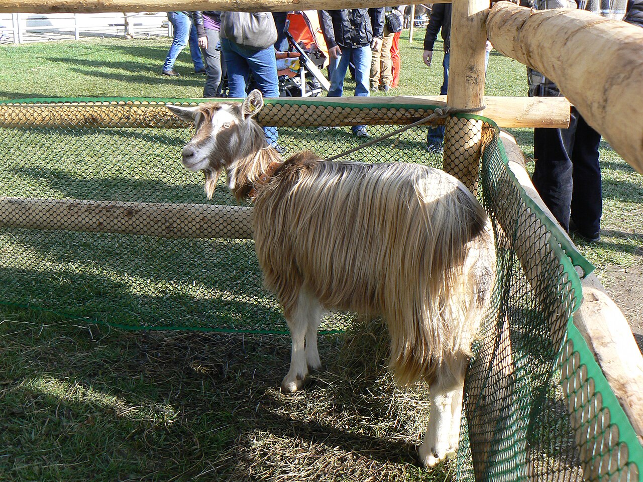 Bionda dell'Adamello