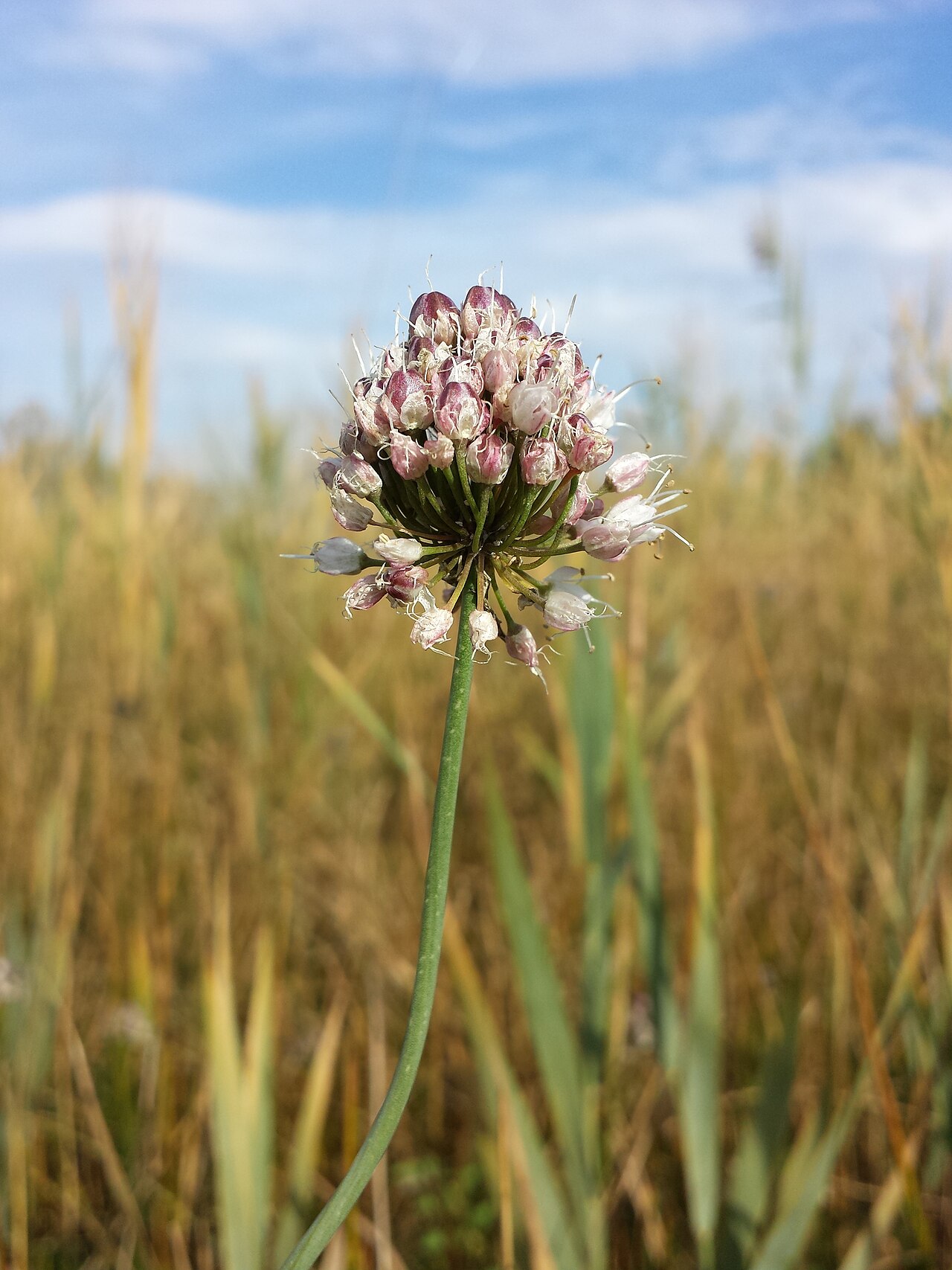 Allium suaveolens