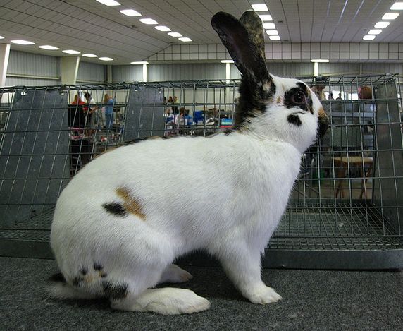 Rhinelander rabbit