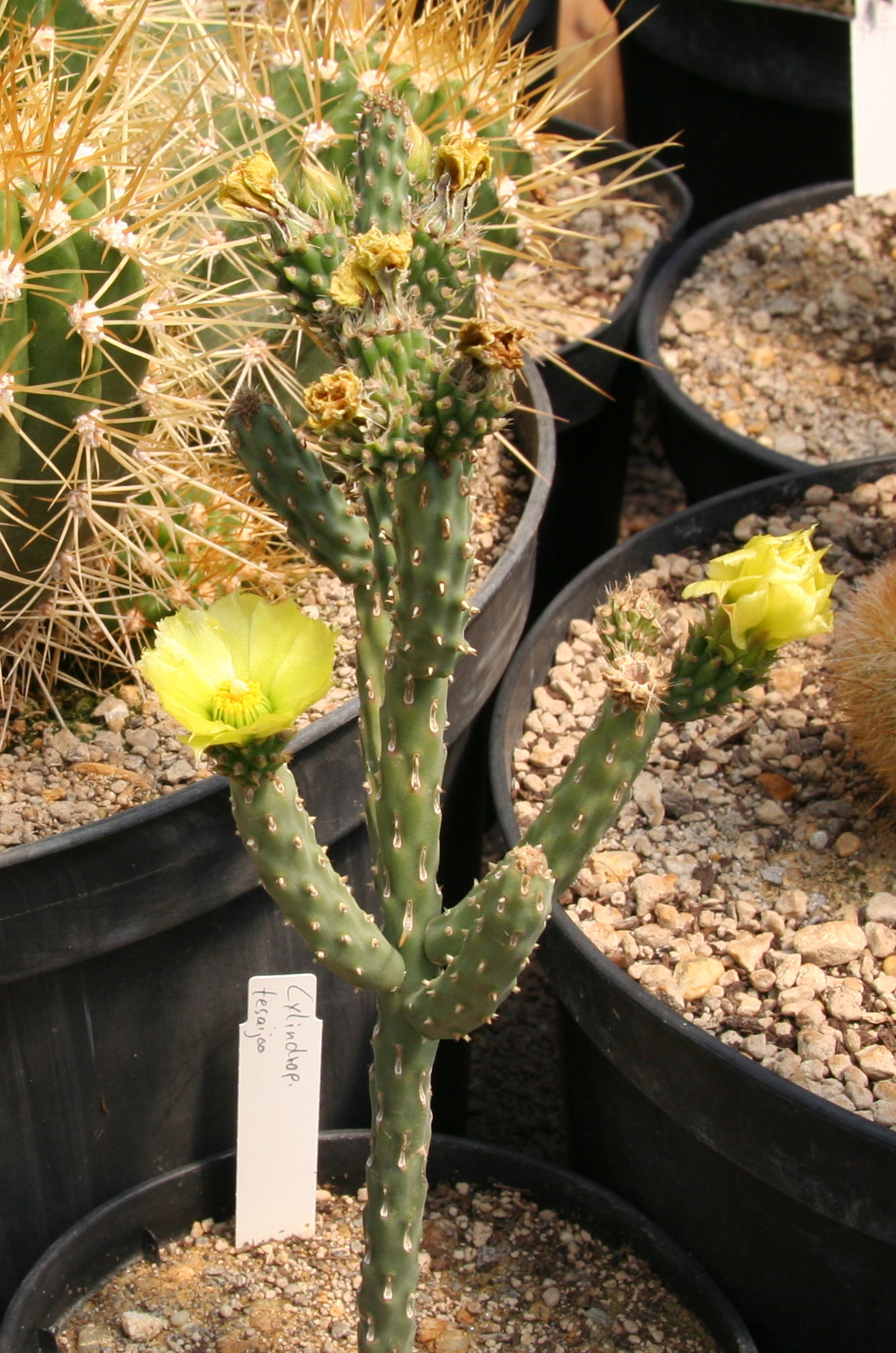 Cylindropuntia tesajo