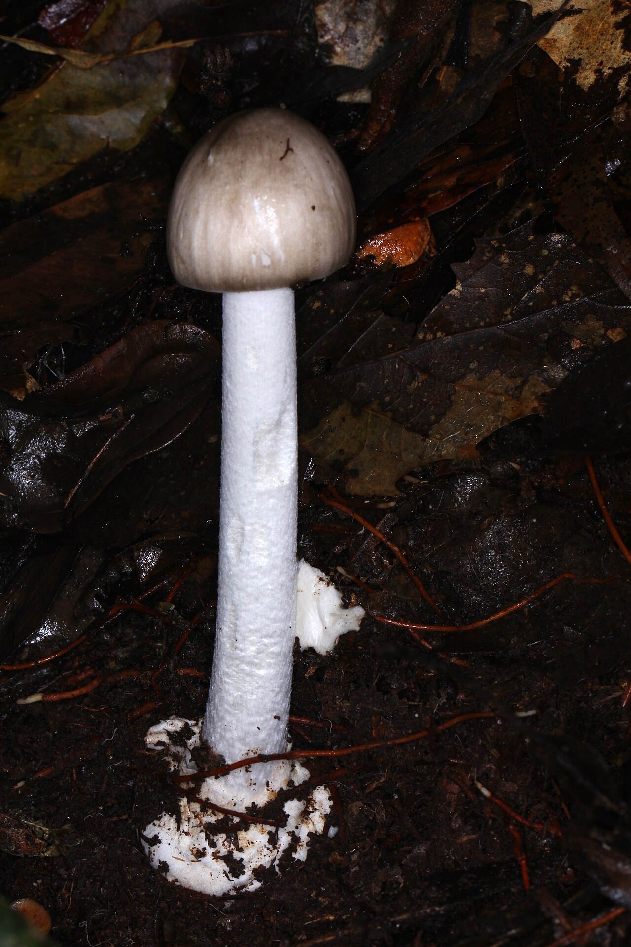 Latin American death cap