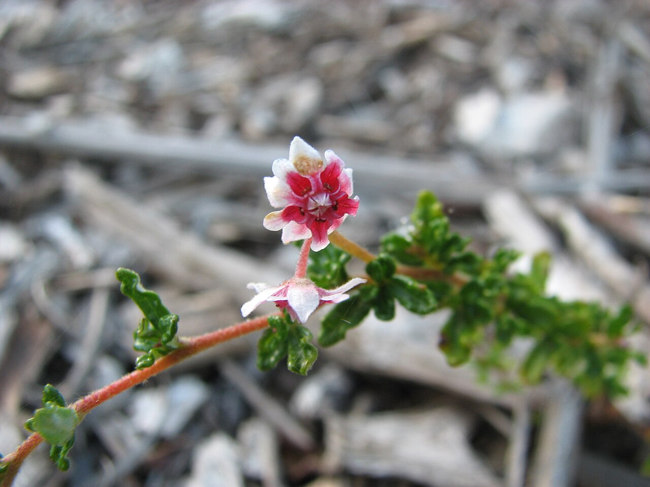 Commersonia tatei