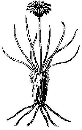 Achnophora tatei