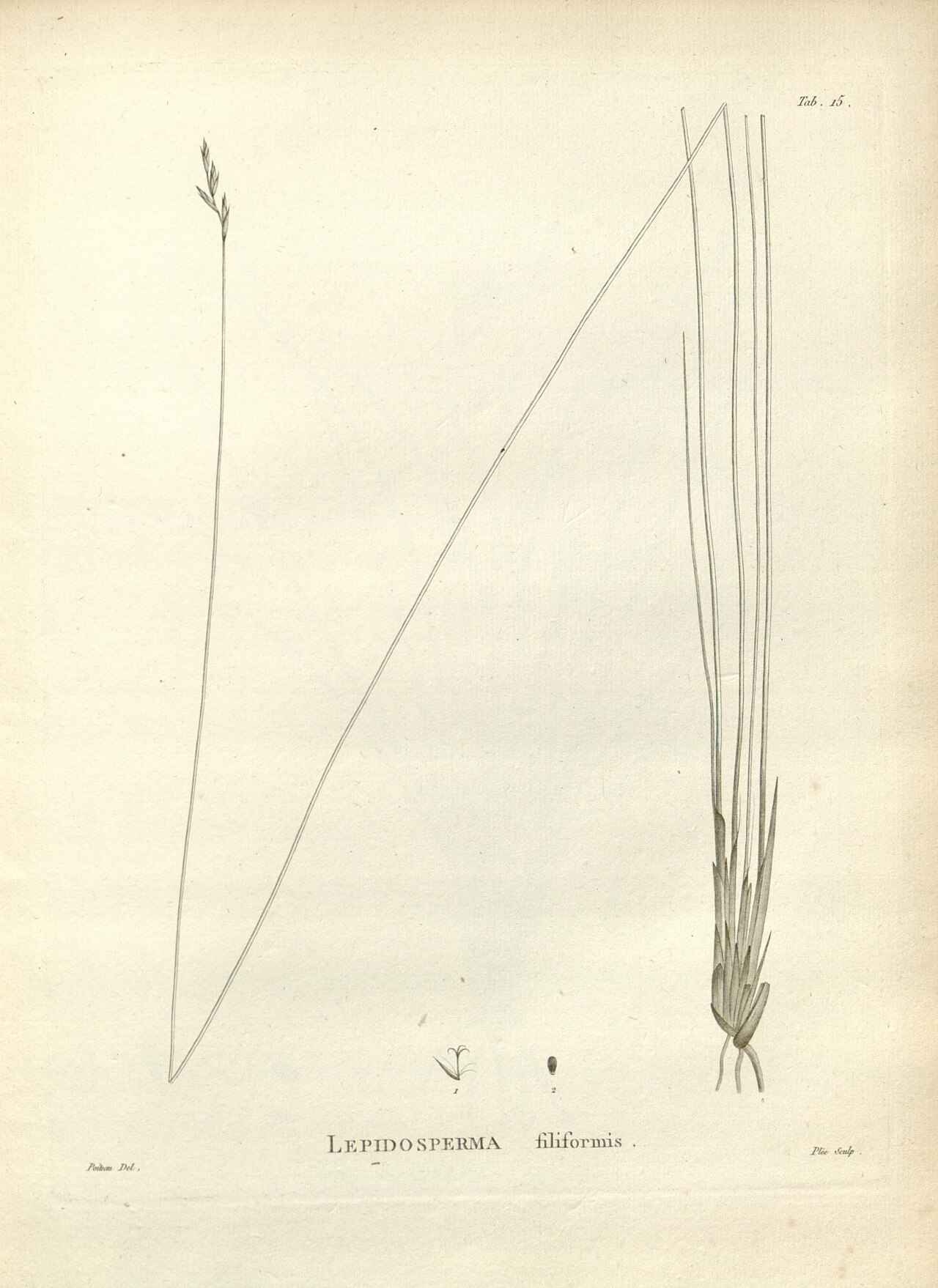 Lepidosperma filiforme