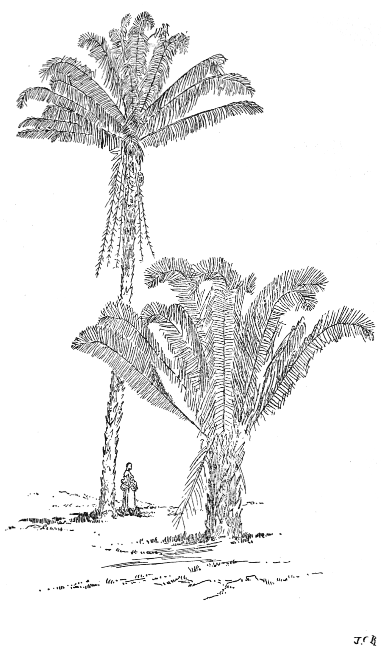 Attalea phalerata