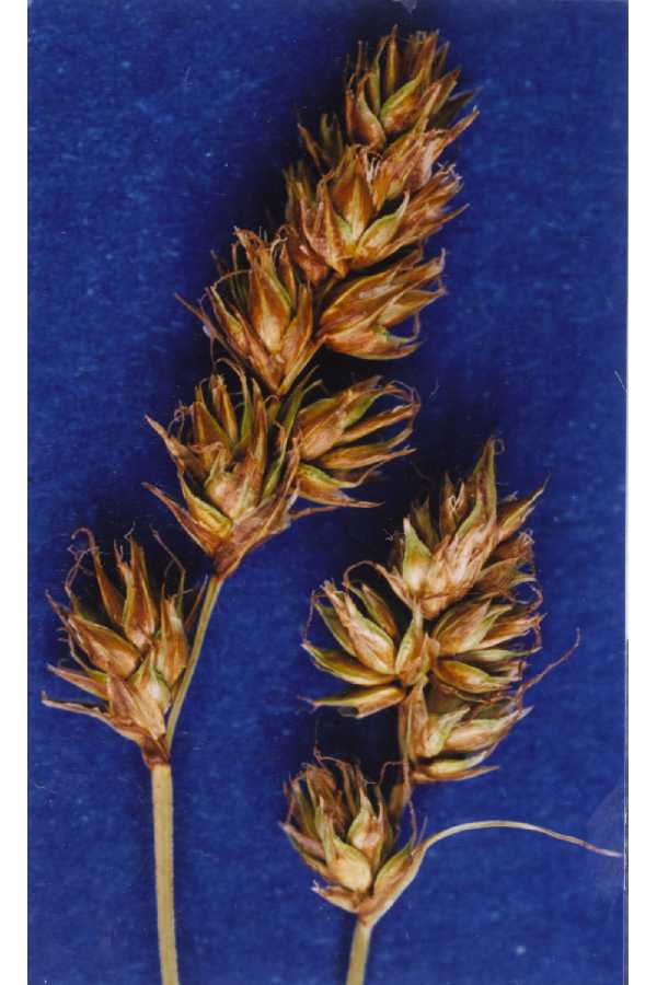 Carex occidentalis