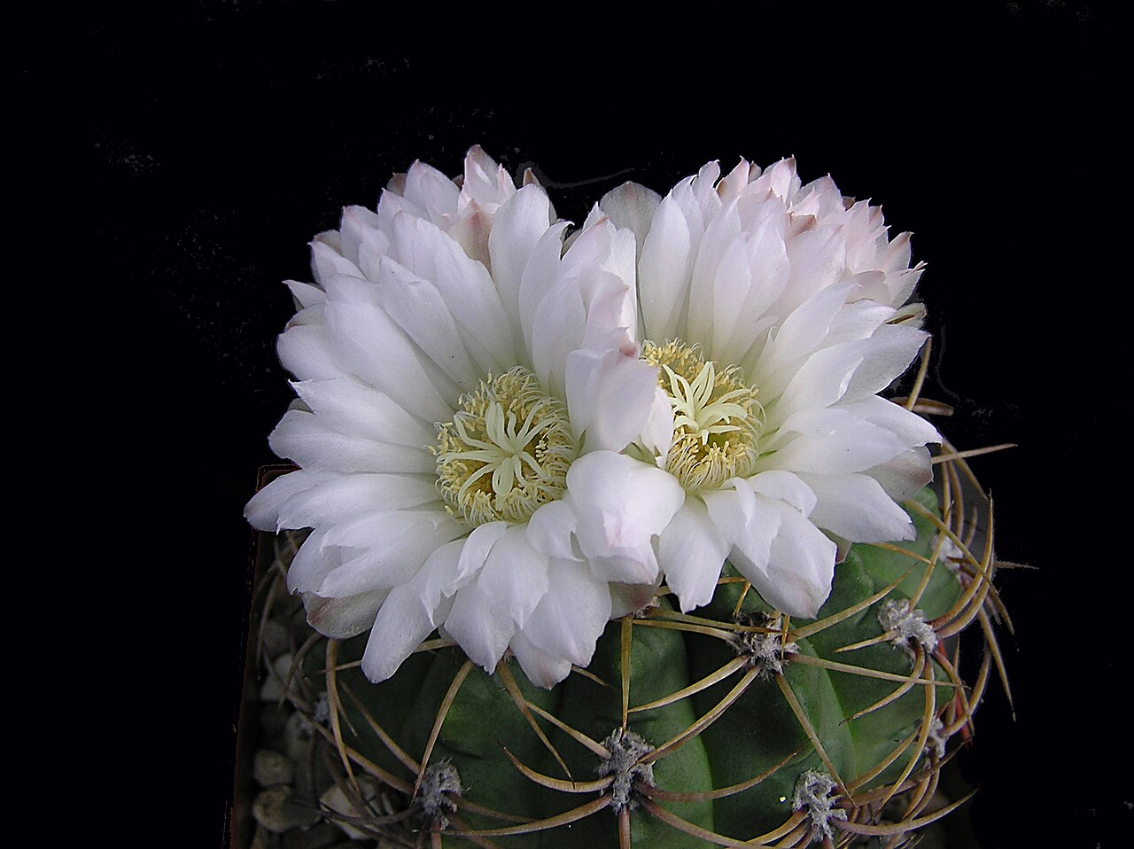Gymnocalycium monvillei