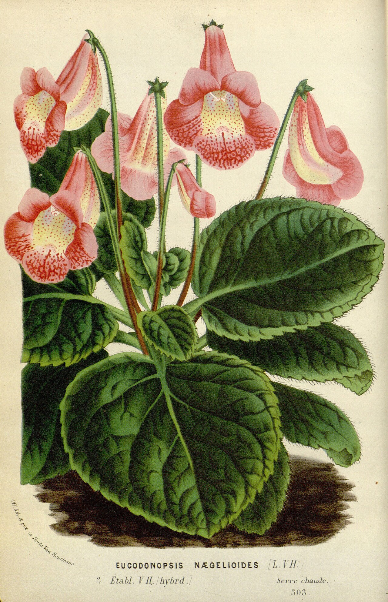Smithiantha naegelioides