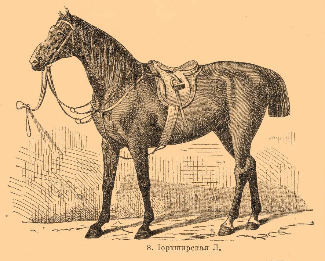 Yorkshire Coach Horse