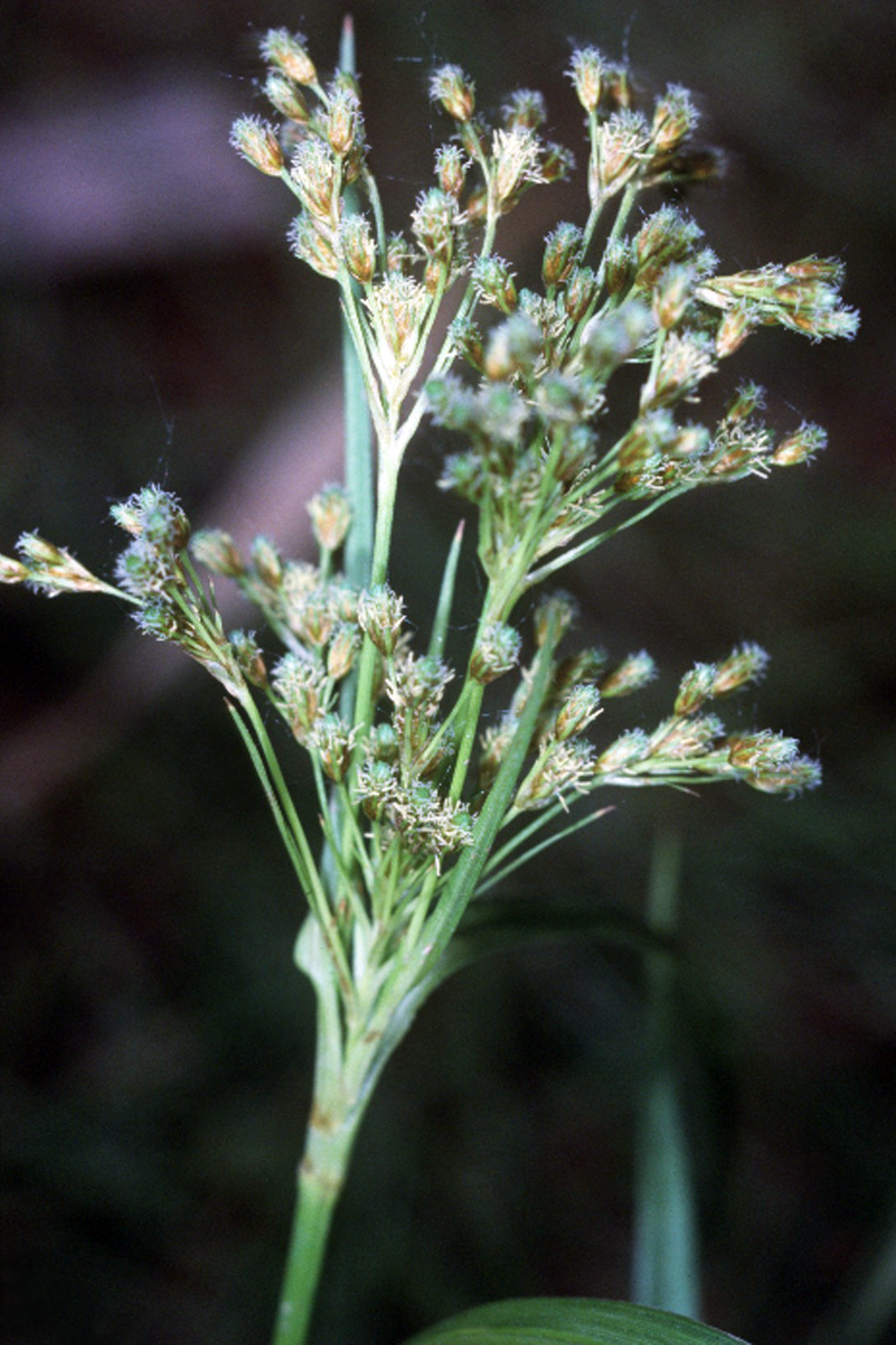 Scirpus pendulus