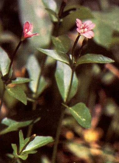 Epilobium glaberrimum