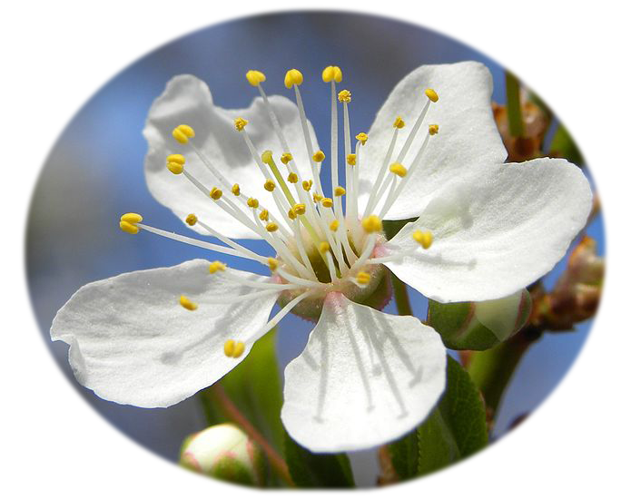 Prunus mirabilis