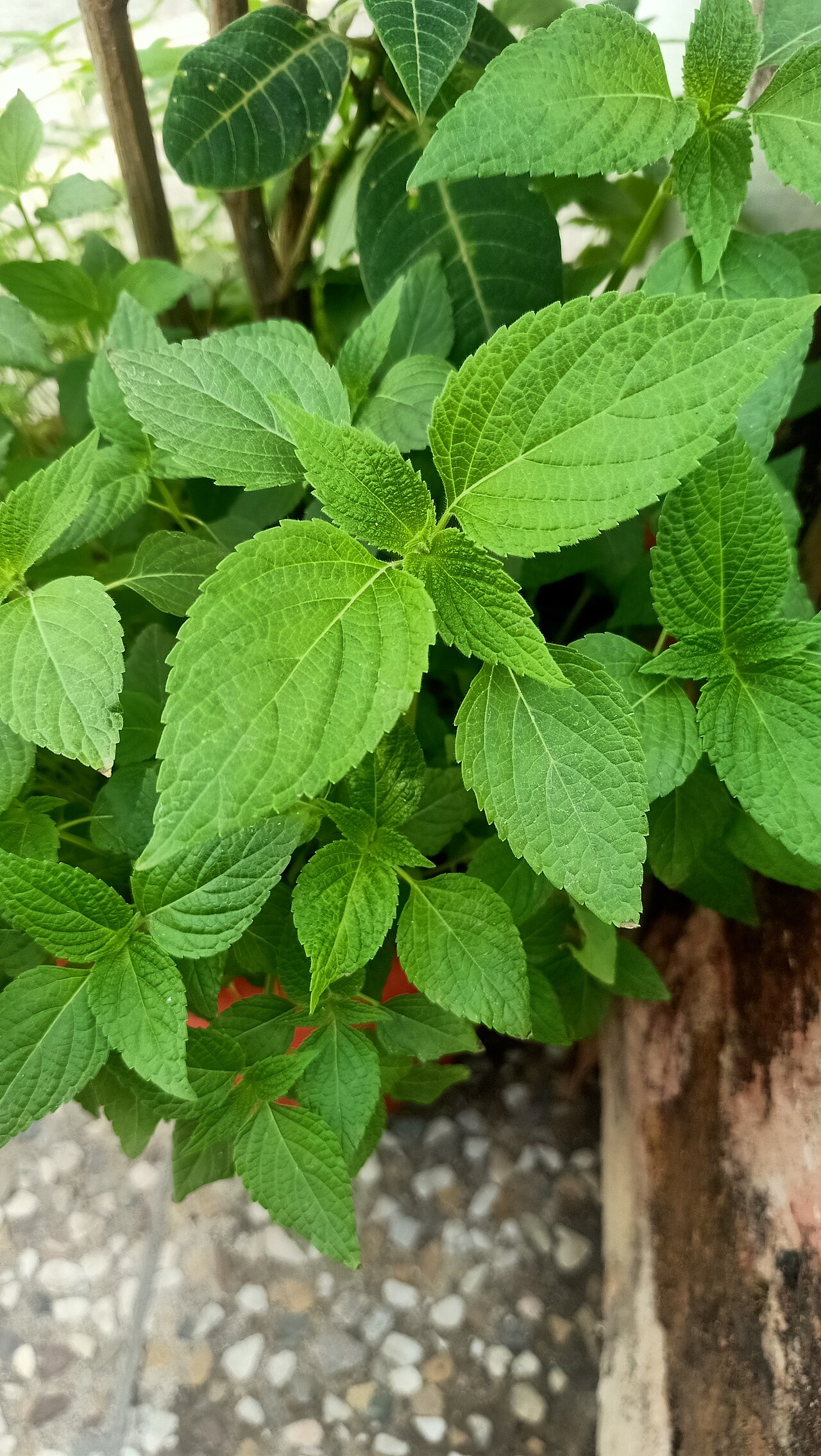 Chia