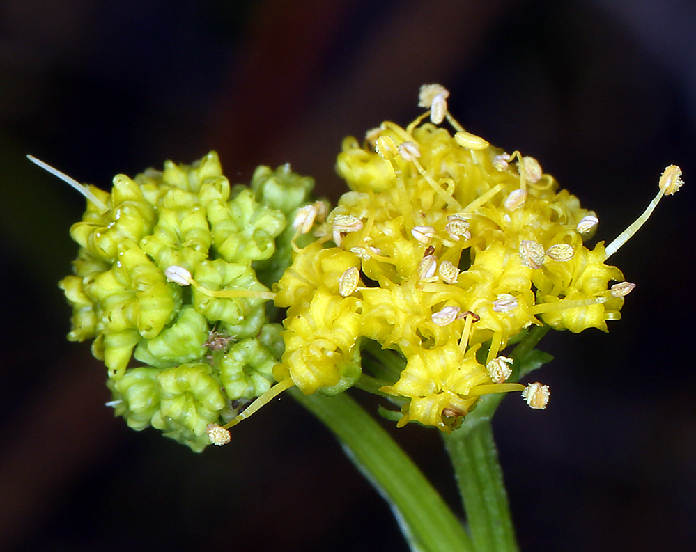 Sanicula peckiana