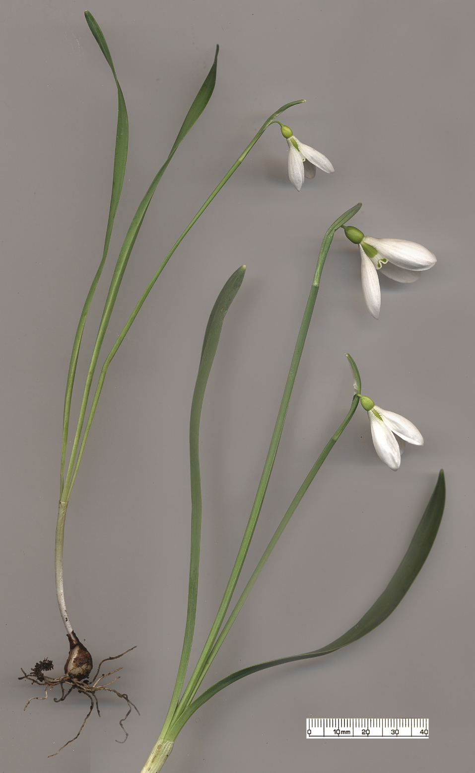 Galanthus gracilis