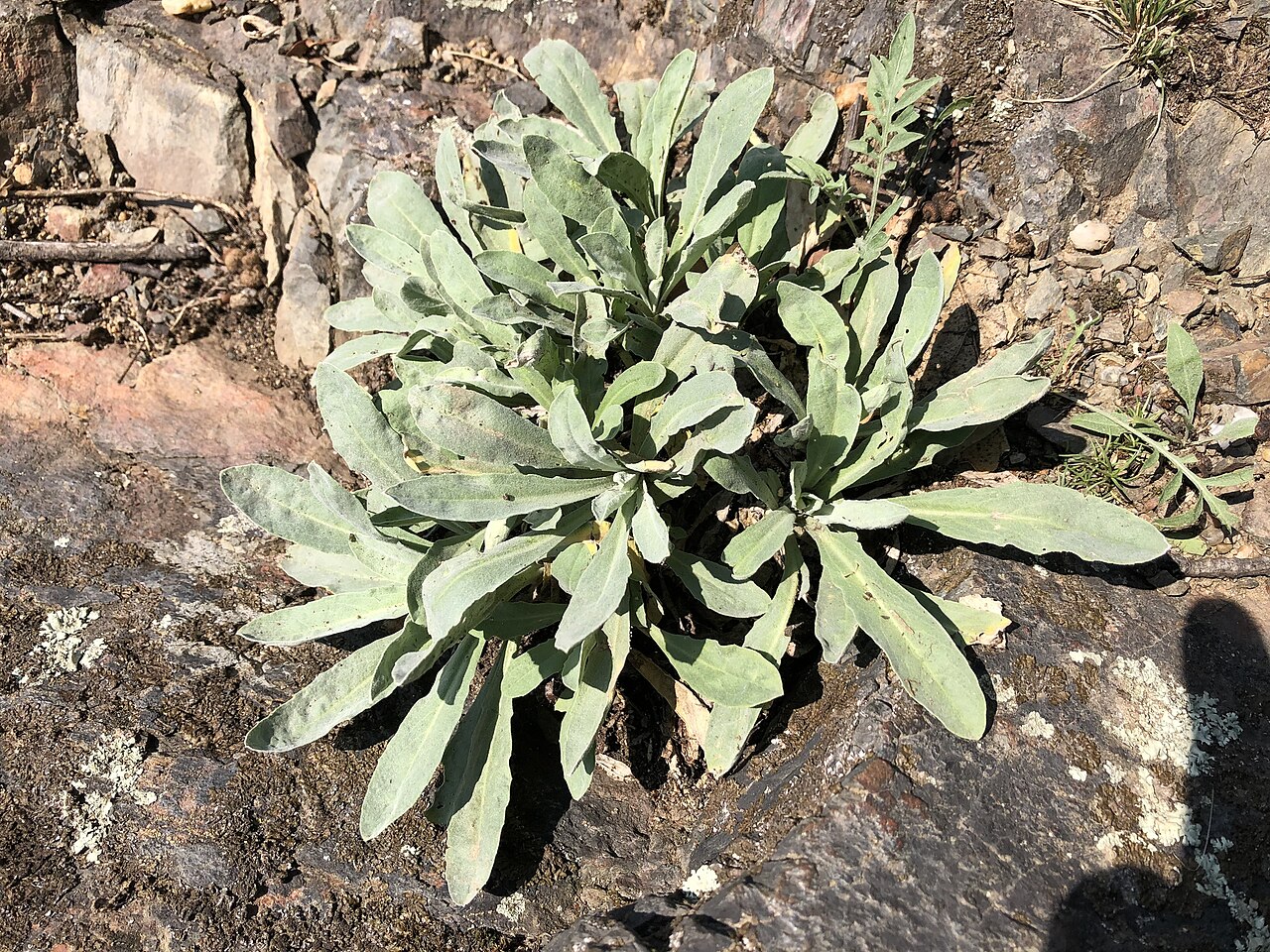 Aurinia saxatilis
