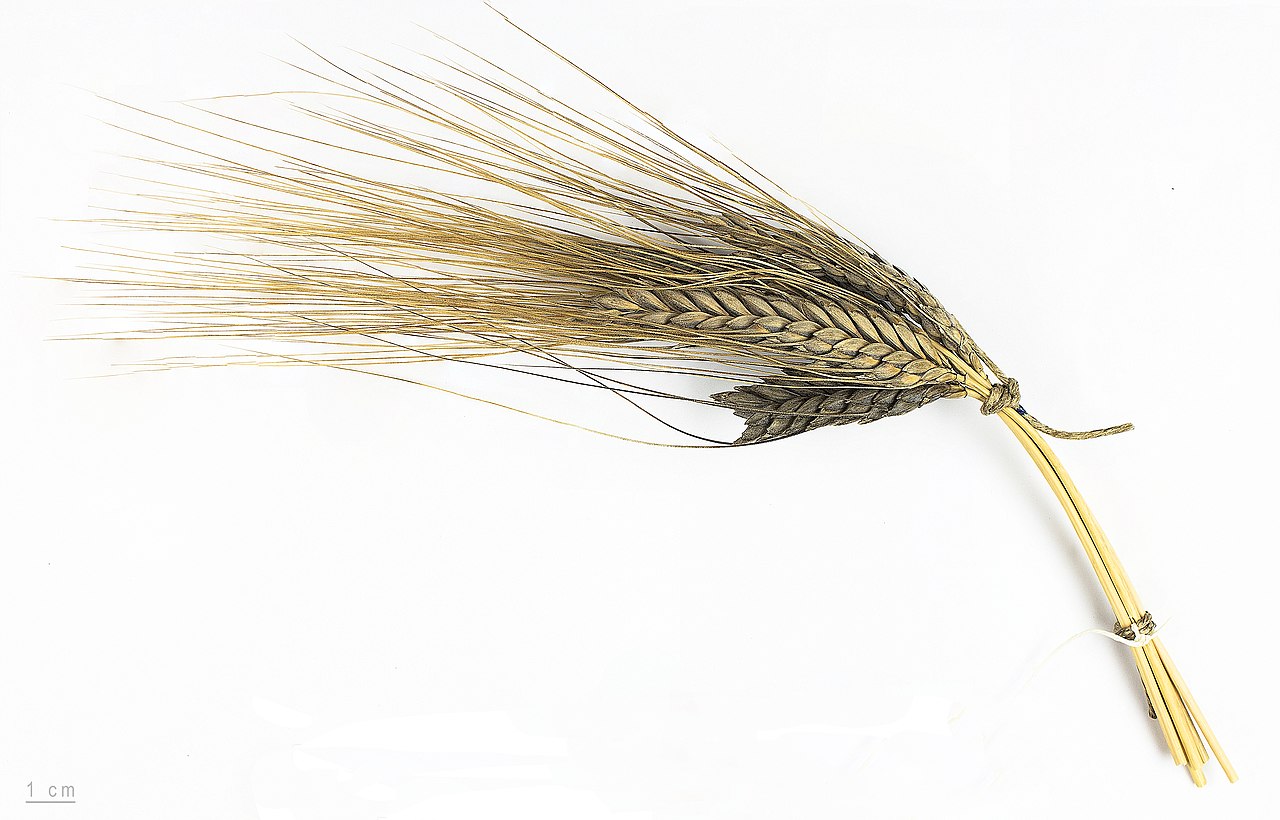 Triticum turgidum