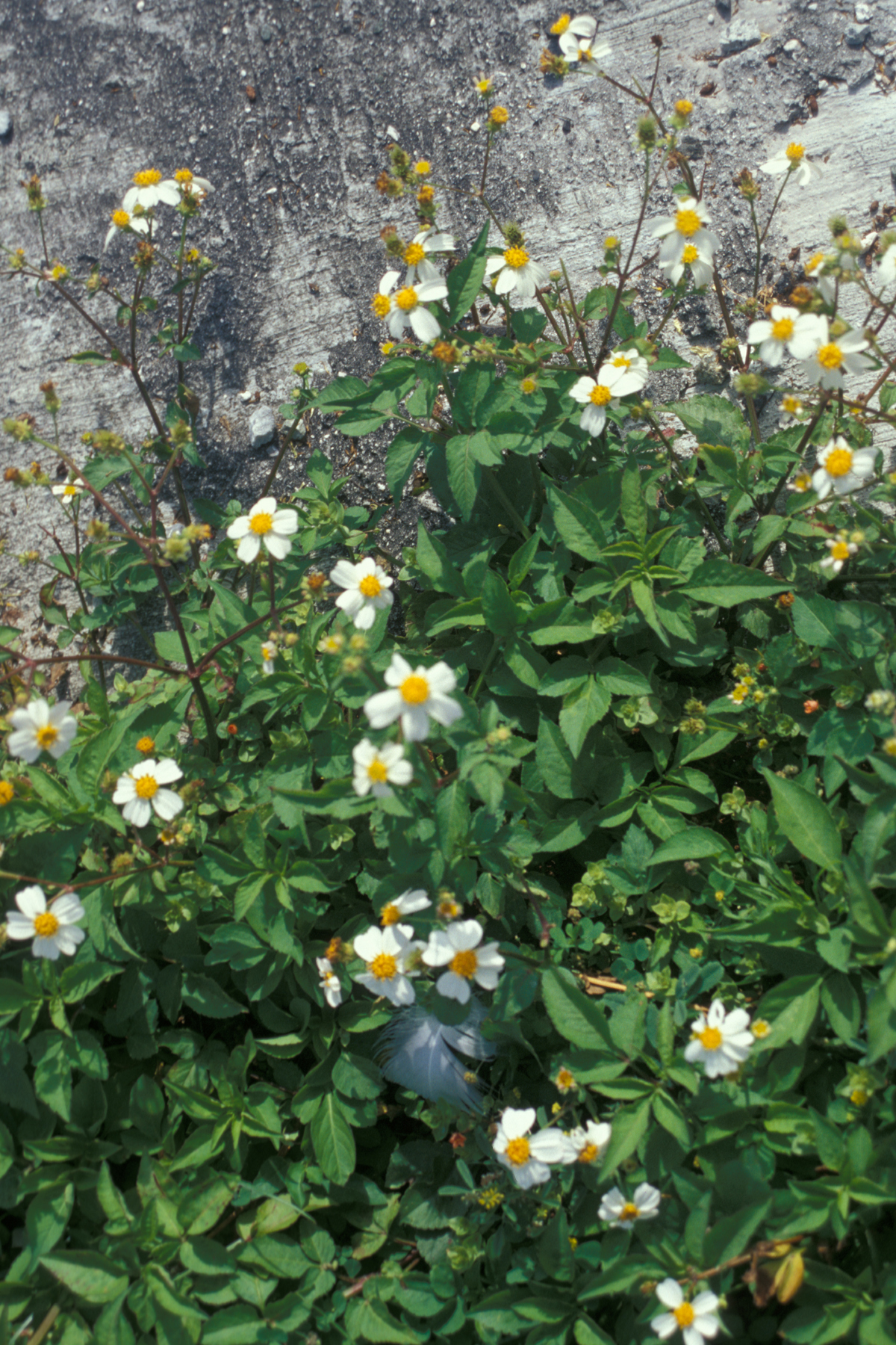 Bidens alba