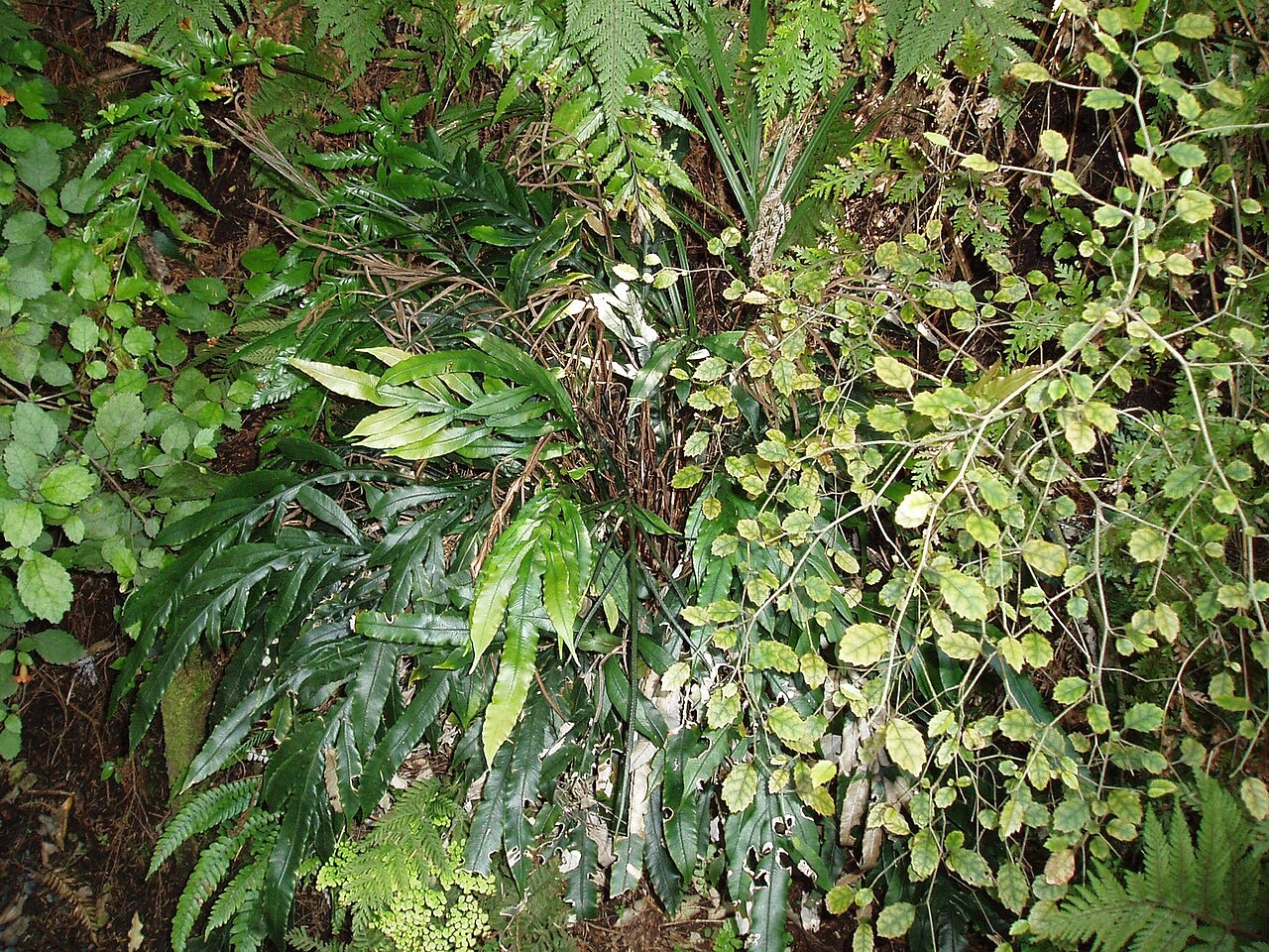 Blechnum patersonii