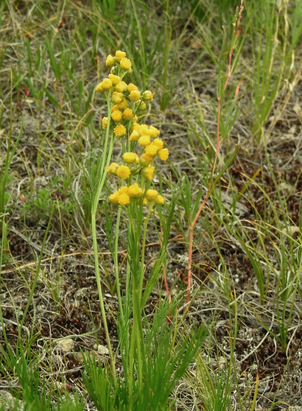 Filifolium sibiricum