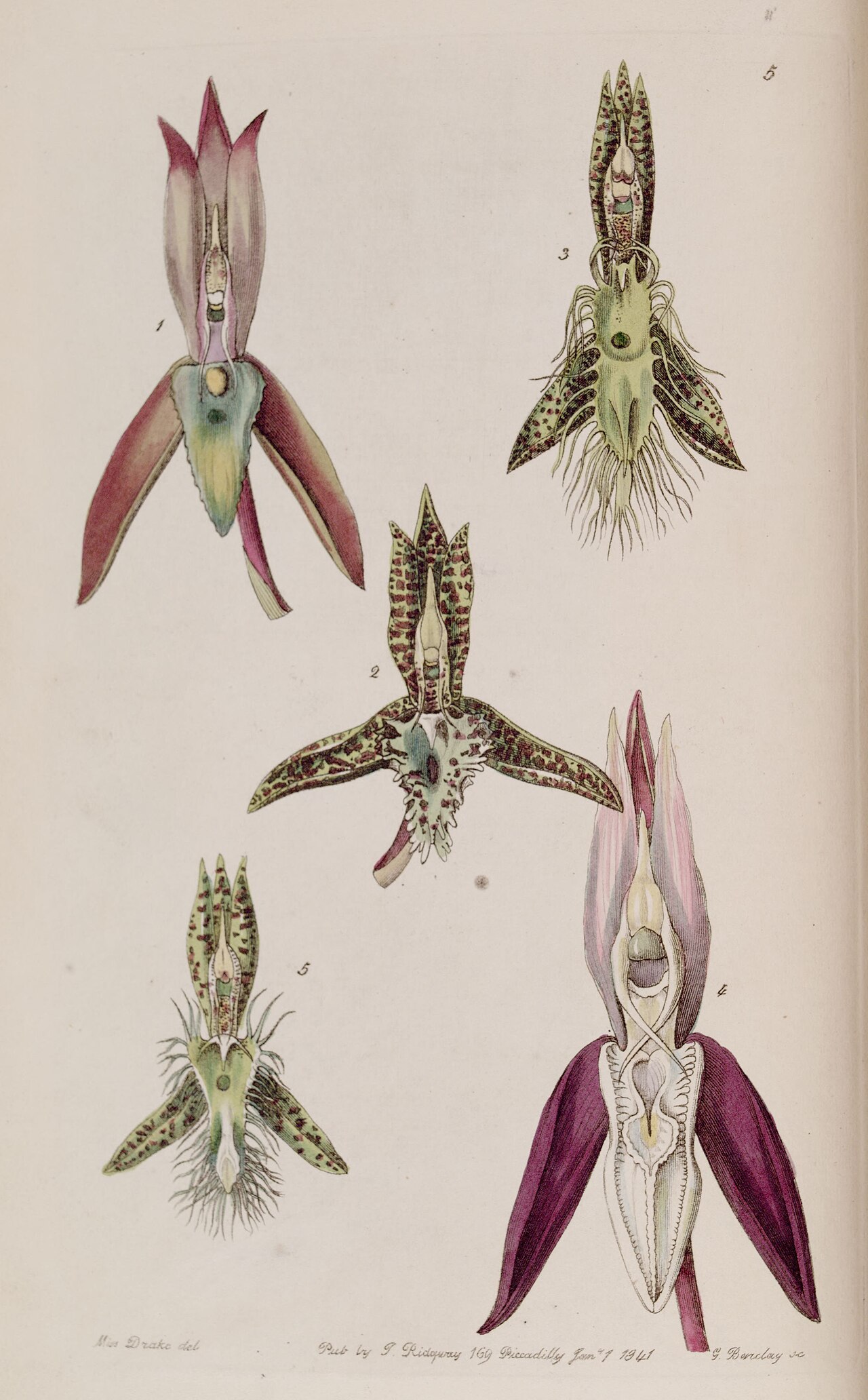 Catasetum laminatum