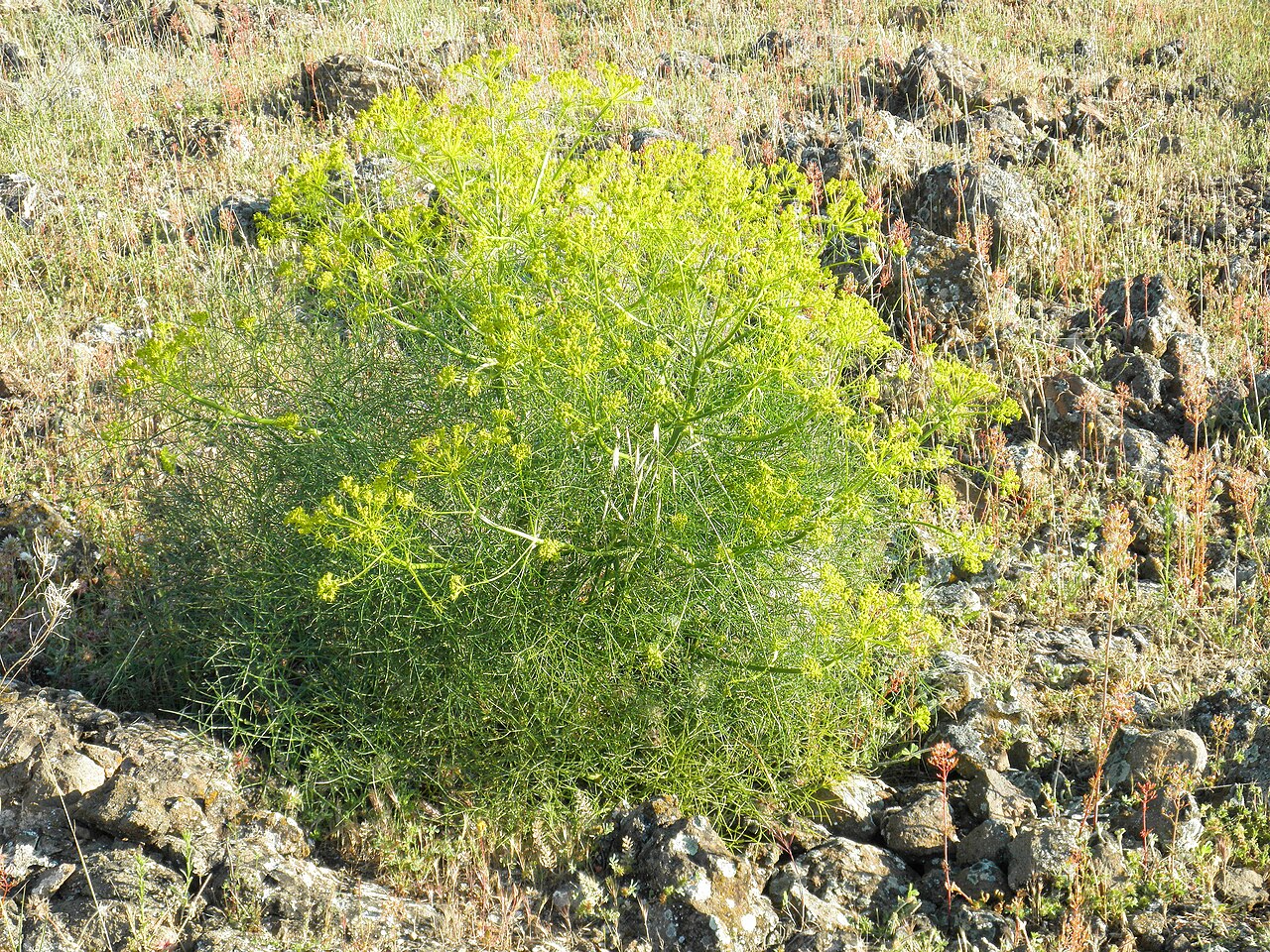 Cachrys sicula