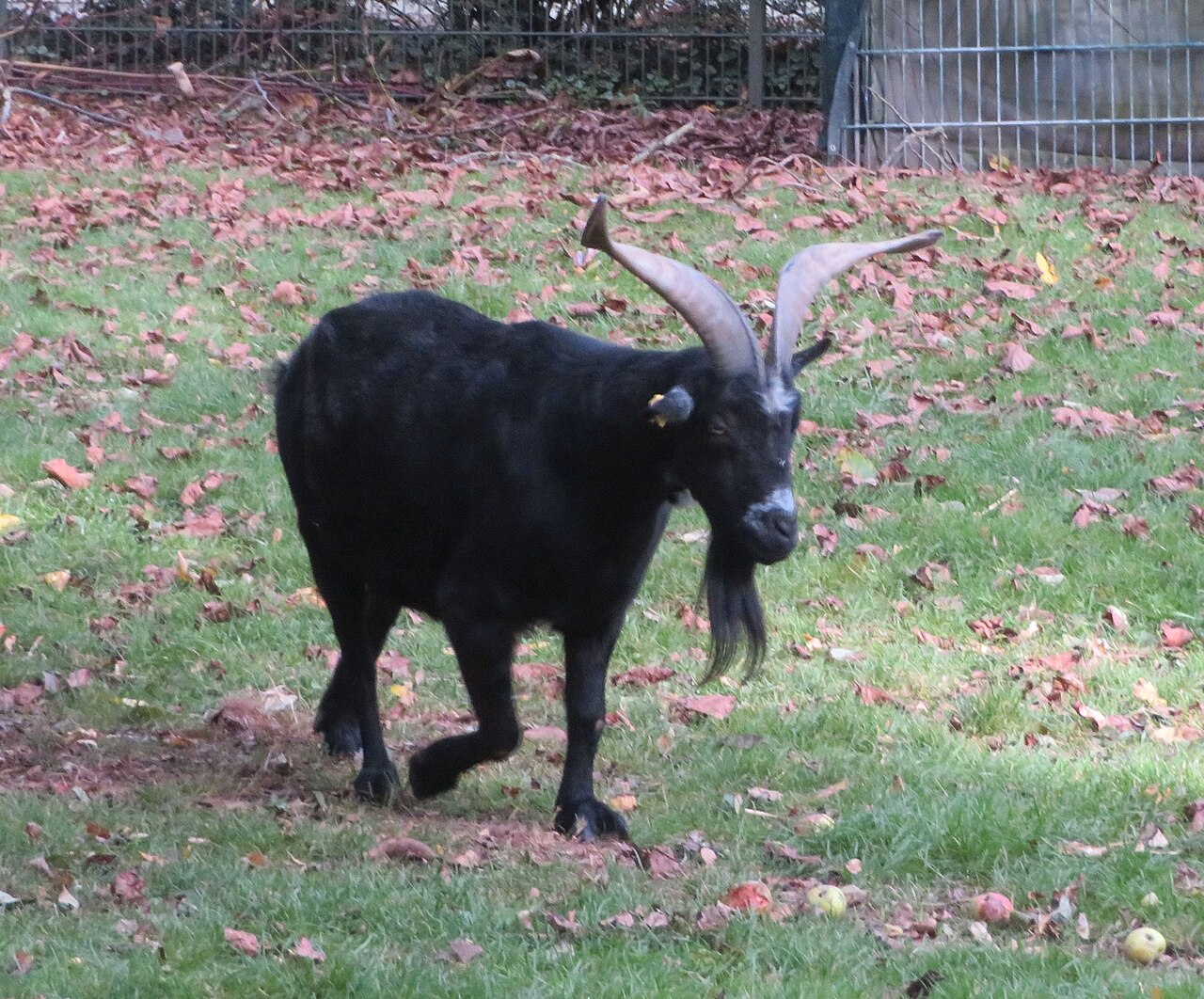 Passeirer Gebirgsziege