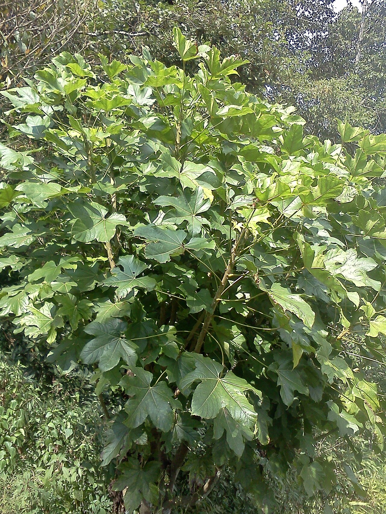Brassaiopsis hainla
