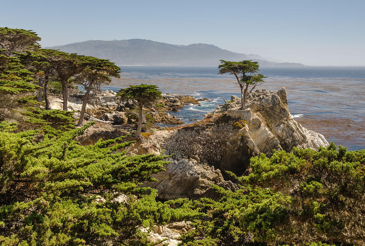 Cupressus macrocarpa