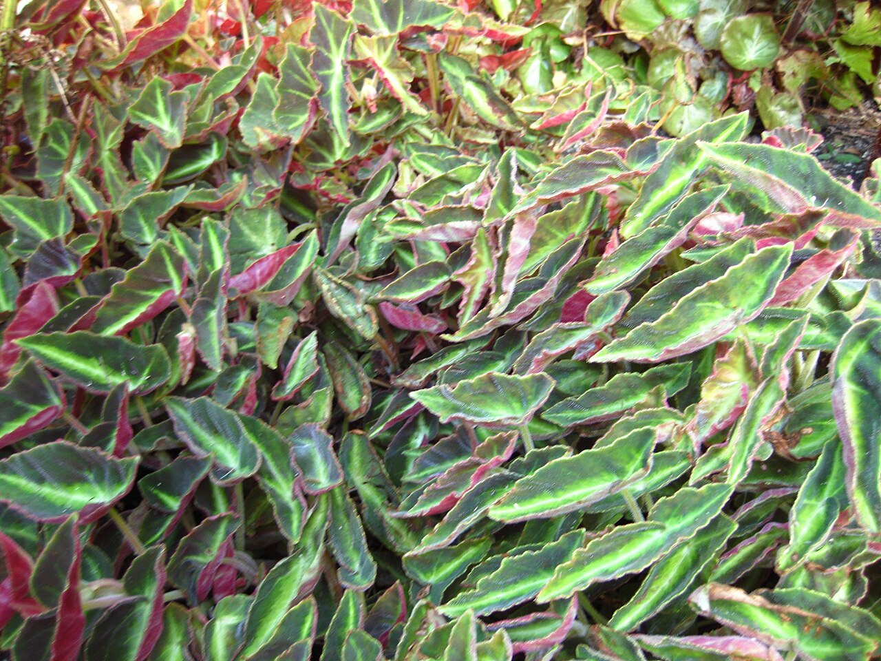 Begonia listada