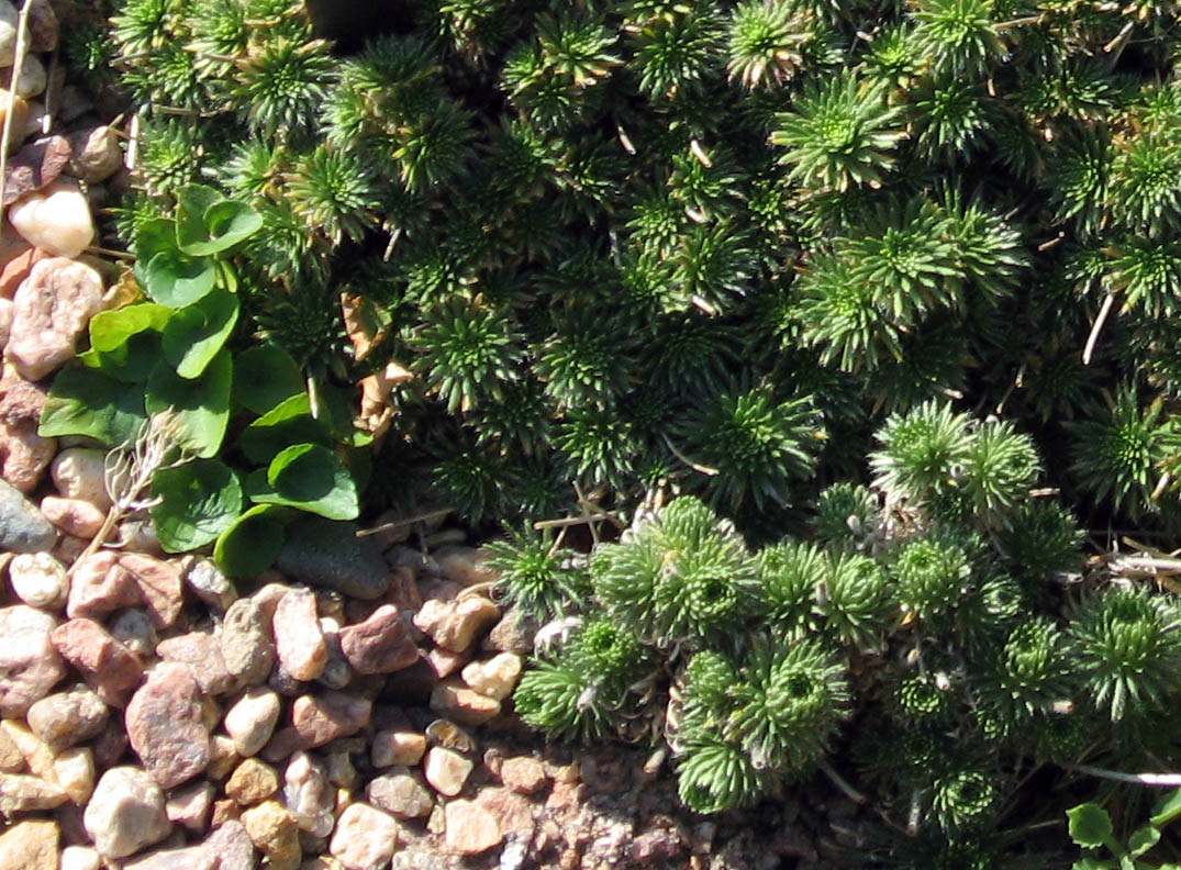Draba hispanica