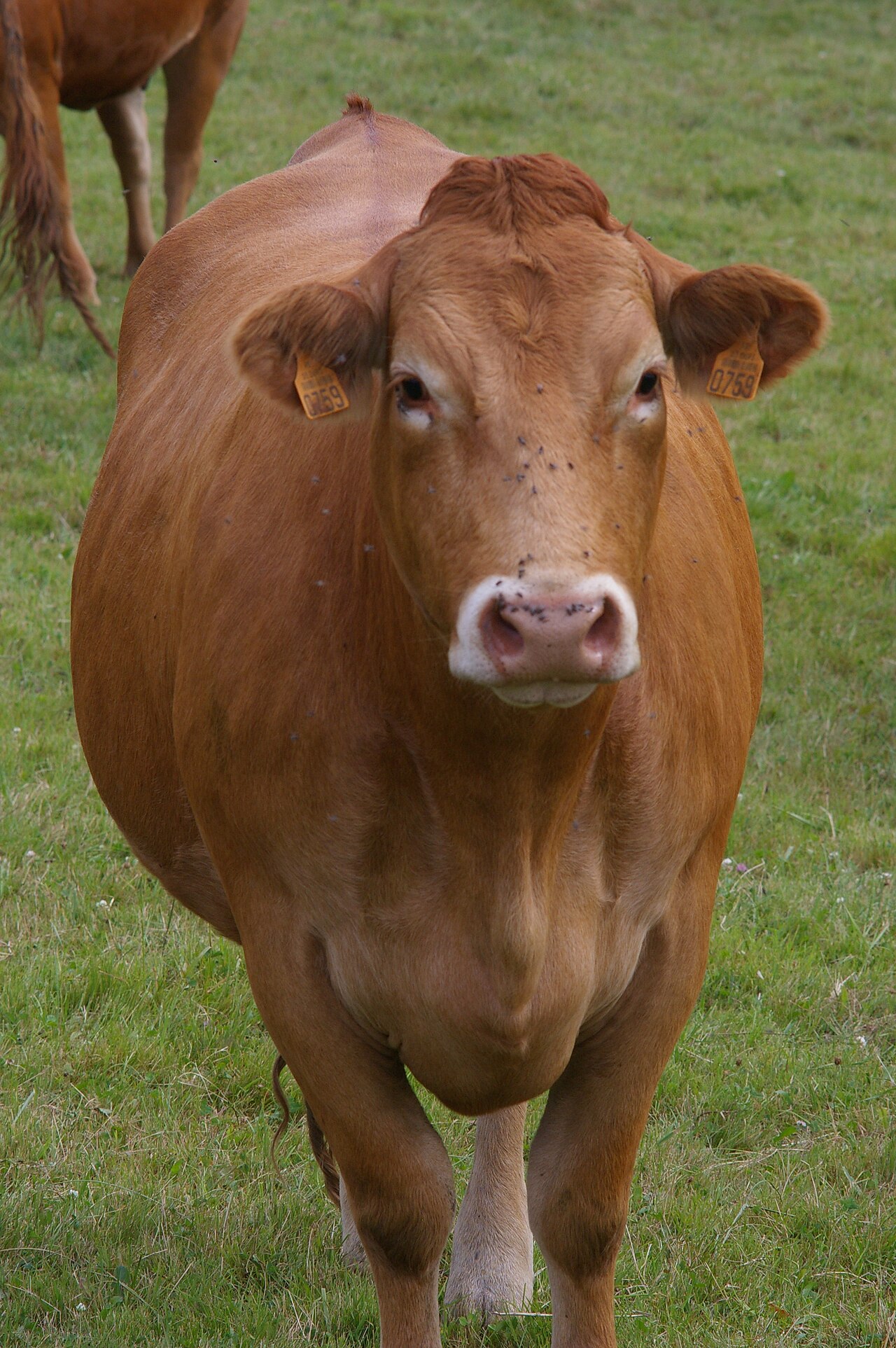 Limousin