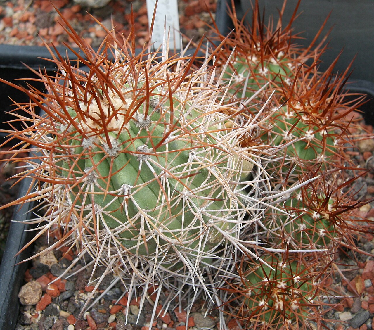 Copiapoa rupestris