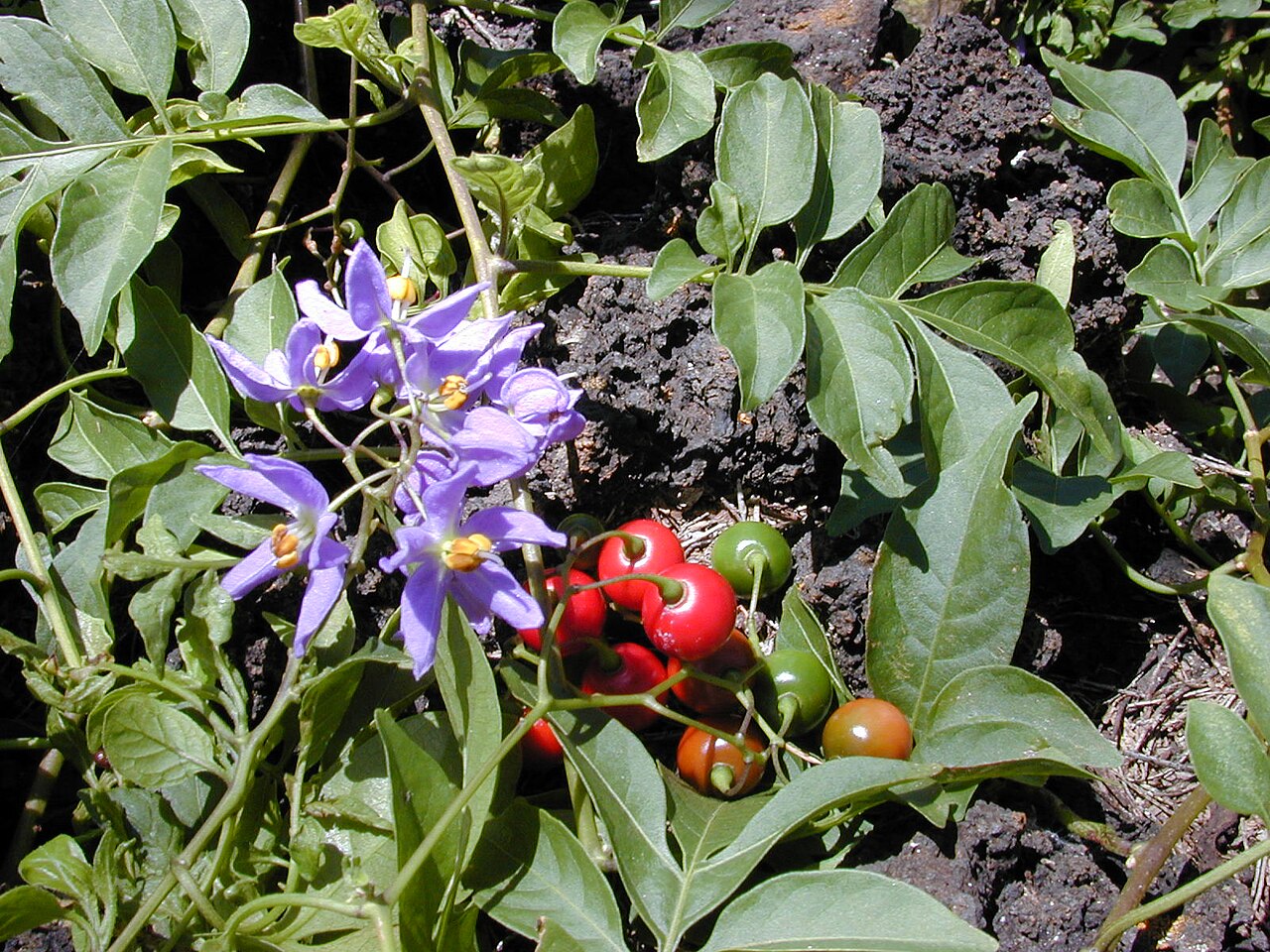 Solanum seaforthianum