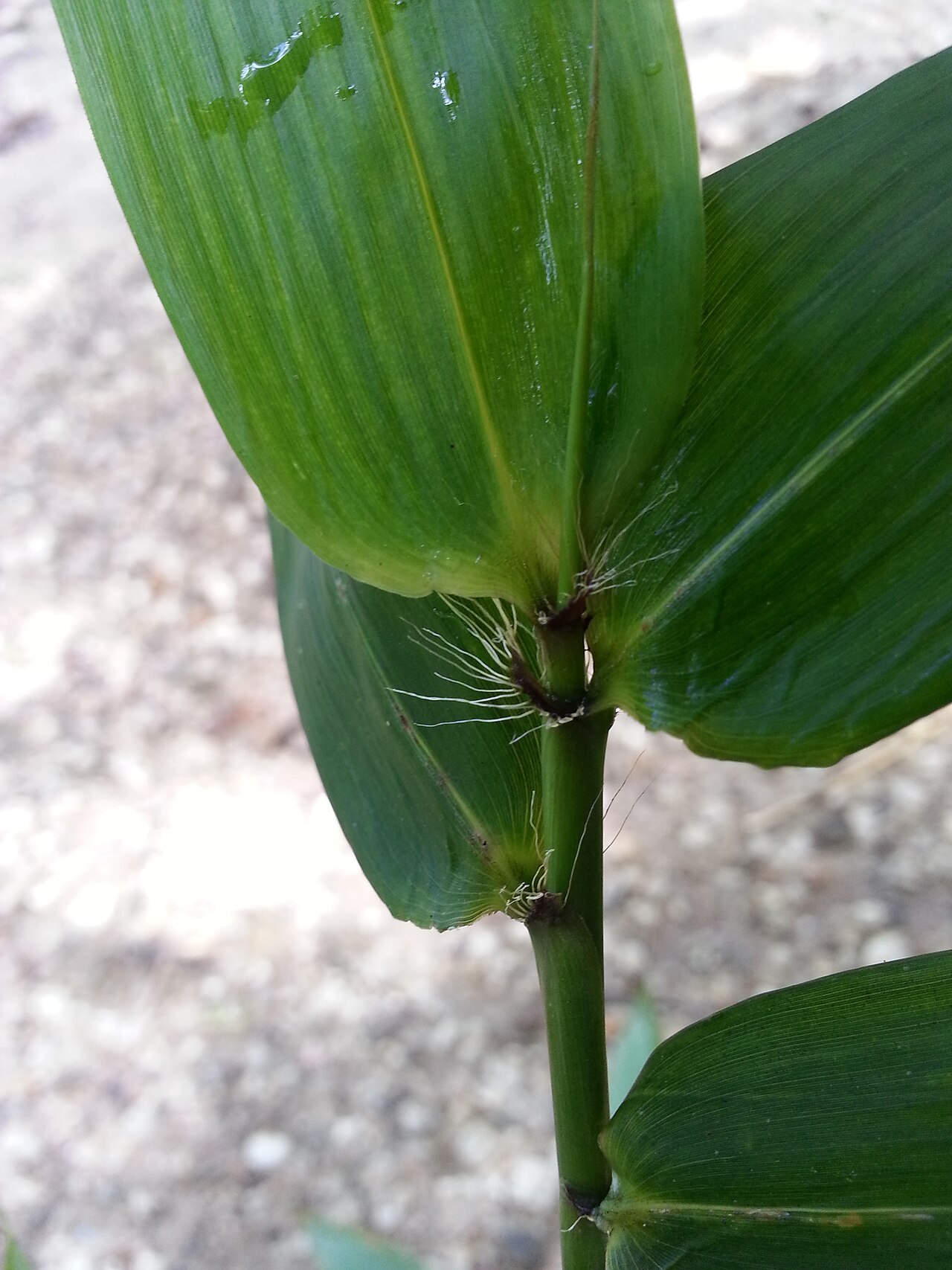 Cephalostachyum viguieri
