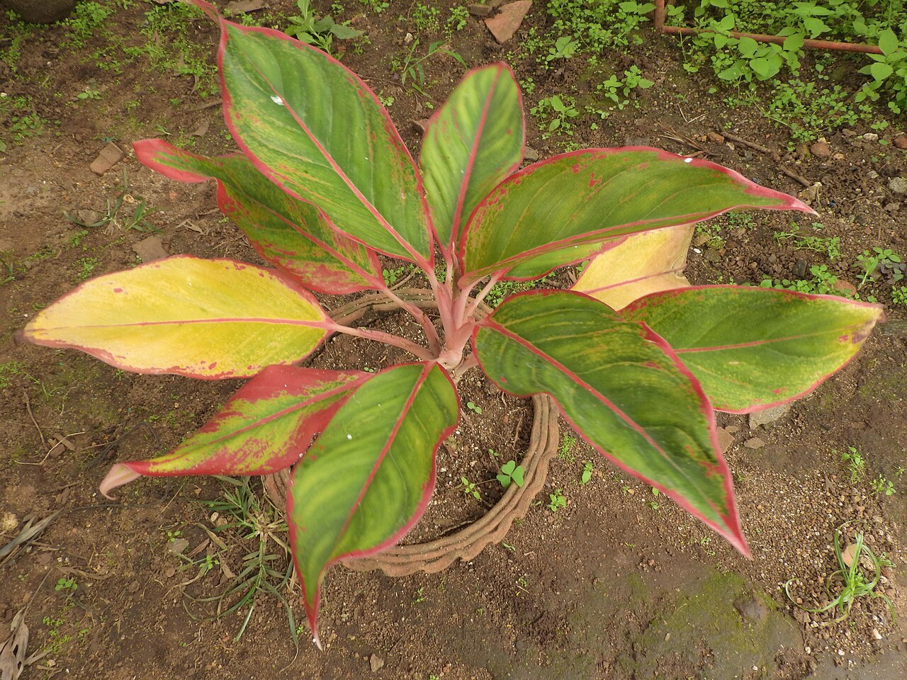 Aglaonema rotundum