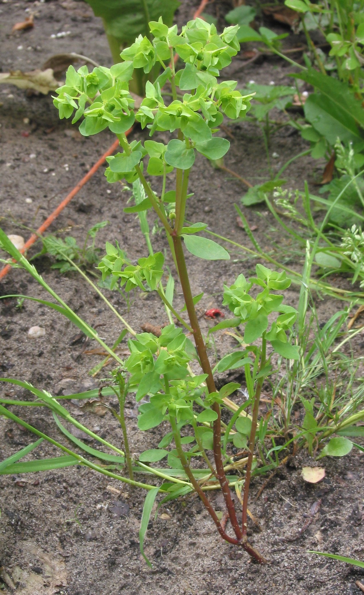 Euphorbia peplus