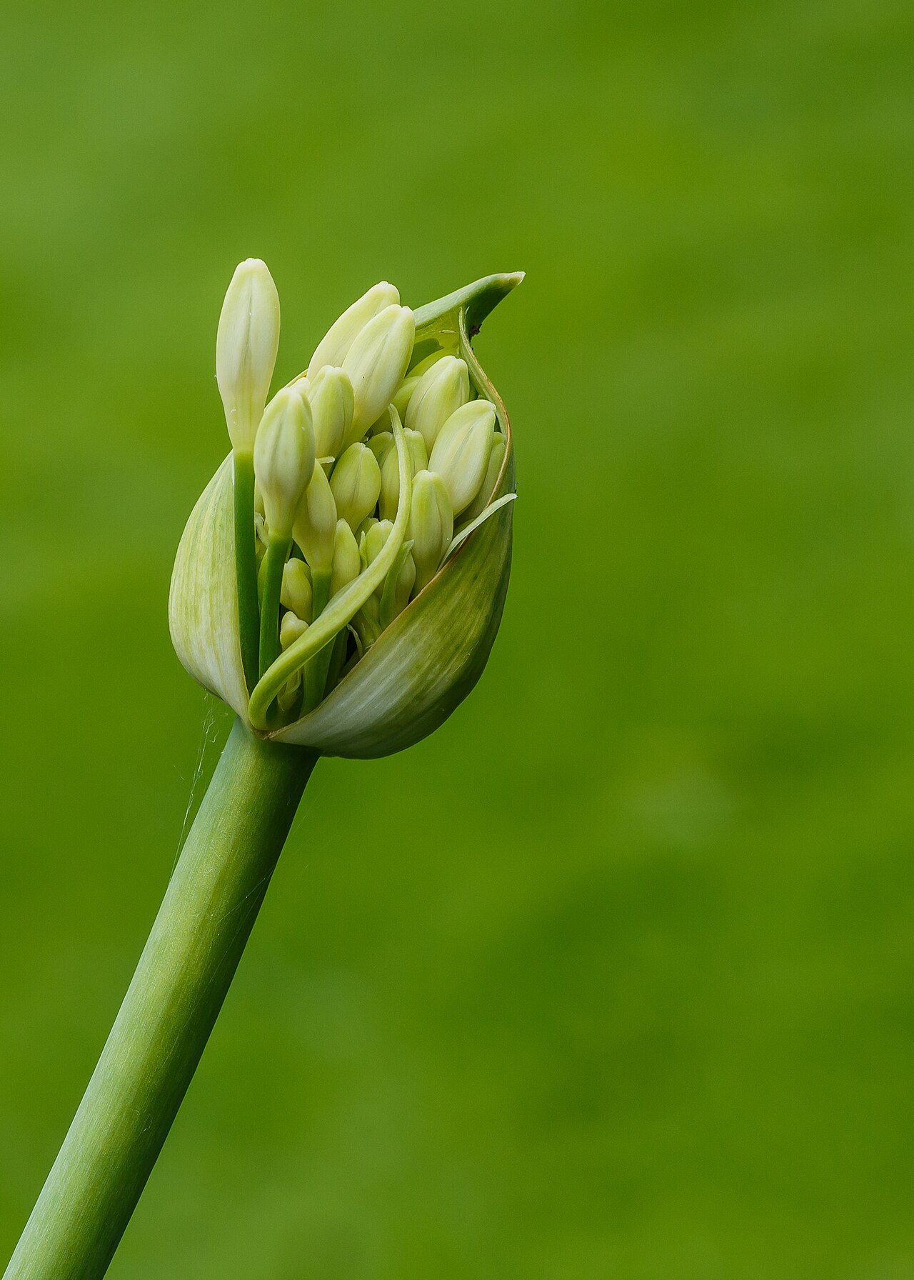Agapanthus