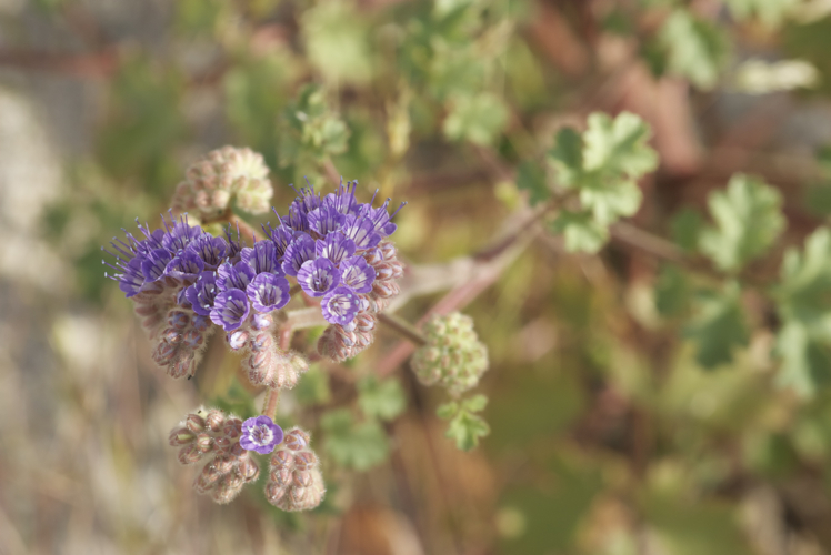Phacelia pedicellata