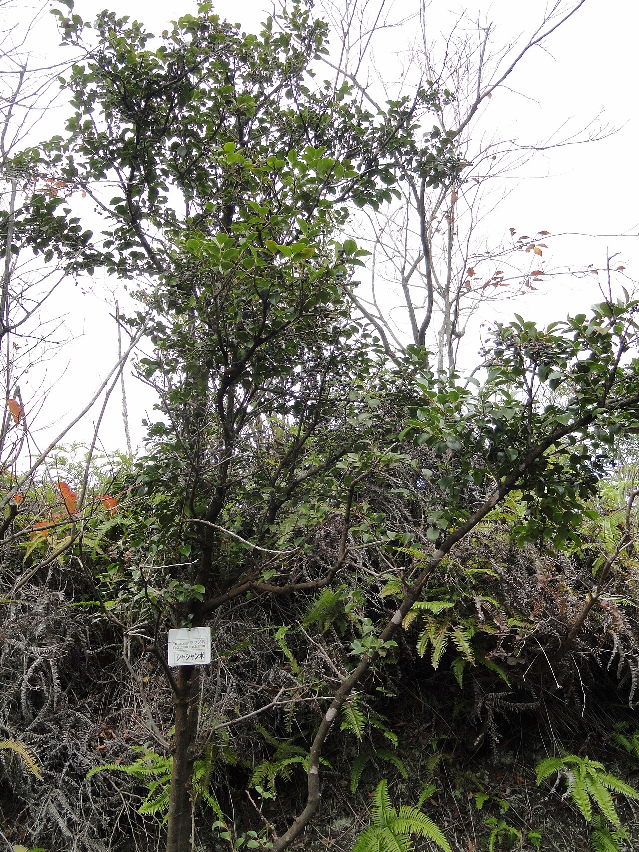 Vaccinium bracteatum