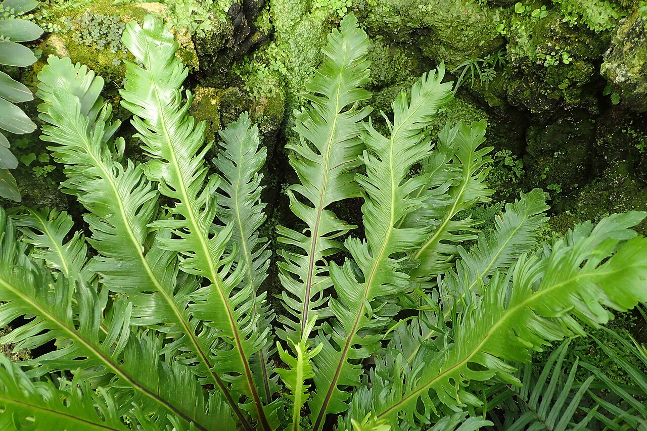Asplenium nidus
