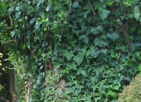 Hedera maroccana
